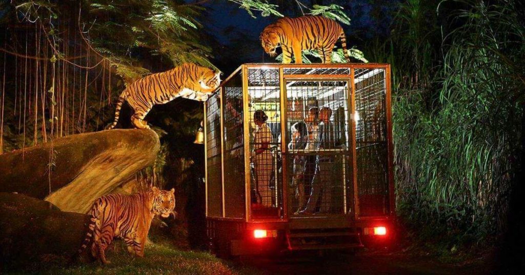 ナイトサファリのイベント